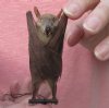 Wholesale Mummified hanging Dagger-toothed fruit bat (macroglosus minimus) measuring 3-1/2 inches up to 4-1/4 inches - You will receive one similar to the one pictured for $16.00 each; 4 or more @ $14.40 each