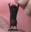 Wholesale Mummified hanging Shortridge's long-fingered bat (minipterus shortridgei) measuring 2-1/2 inches up to 3 inches - You will receive one similar to the one pictured for $14.00 each; 4 or more @ $12.60 each