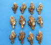 Wholesale Torrefactus Murex shells, medium hermit crab shells, commercial grade,  2 inches - Packed 48 @ .20 each; 3 inches Packed: 1 dz @ $4.80 per dozen; 4 inches Packed: 1 dz @ $7.20 per dozen