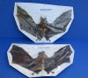 Wholesale Mummified Big-eared leaf-nosed bat (hipposideros macrobullatus) with wing spread measuring 6 inches - You will receive one similar to the one pictured for $39.50; 4 or more @ $35 each