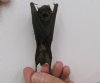 Wholesale Mummified hanging Large Bent-winged bat (miniopterus magnater) measuring 3-1/2 inches tall - You will receive one similar to the one pictured for $14.00 each; 4 or more @ $12.60 each