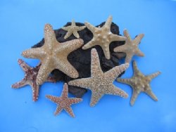 Natural Starfish 