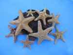 Natural Starfish for Crafts