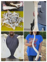 Animal Bones - Hand Picked Pricing