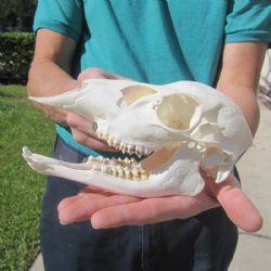 White-Tailed Deer Skulls and Skull Plates Hand Picked