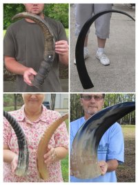 Buffalo Horns Hand Picked Pricing