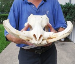 Warthog Skulls Hand Picked Pricing