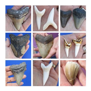 Mako, Megalodon shark teeth hand picked