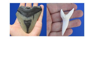 Mako and Megalodon shark teeth hand selected