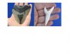 Mako, Megalodon shark teeth hand picked
