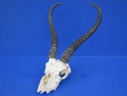 Discounted Springbok Skull & Skull Plate