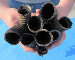 Male Springbok Horns 8 to 11 inch ( 3 pc, 20 pc)