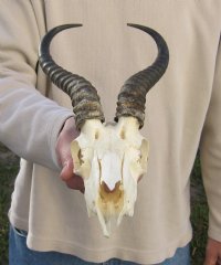 Wholesale Male Springbok Skulls with Horns - $55 each; 5 pcs @ $50 each