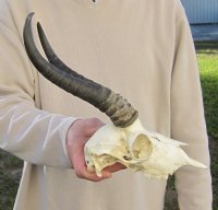 Wholesale Male Springbok Skulls with Horns - $55 each; 5 pcs @ $50 each