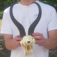 Wholesale Male Springbok Skulls with Horns - $55 each; 5 pcs @ $50 each