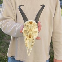 Wholesale Male Springbok Skulls with Horns - $55 each; 5 pcs @ $50 each
