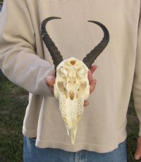 Wholesale Male Springbok Skulls with Horns - $55 each; 5 pcs @ $50 each