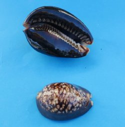 Ten 2 to 3 inches Humpback cowries, chocolate cowries 