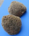 Wholesale natural sea sponges 6 to 7-3/4 inches comes in assorted shapes - Packed: 2 pcs @ $5.75 each; Packed: 12 pcs @ $5.00 each 
