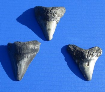2 to 2-7/8 inch Megalodon Tooth Without Restoration (1 pc, 4 pcs)