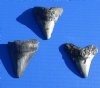 Wholesale Megalodon Tooth (Carcharocles megalondon)  2 to 2-7/8 inches long Without Restoration - $25.00 each; Packed: 4 pcs @ $22.00 each (You will receive megalodon shark teeth that looks similar to those pictured)