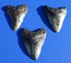 Wholesale Megalodon Shark Teeth (Carcharocles megalondon) for Sale 3 to 3-7/8 inches long Without Restoration - $40.00 each; Packed: 4 pcs @ $36.00 each (You will receive one that looks similar to those pictured)