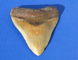 Wholesale High Quality Large Megalodon Shark Tooth - 5-1/2 to 5-7/8 inches long - $250.00 each; 3 pcs @ $225.00 each 