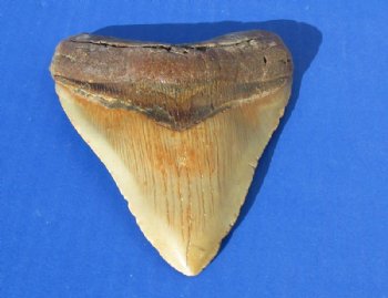 Wholesale High Quality Large Megalodon Shark Tooth - 5 to 5-1/2 inches long - $195.00 each; 3 pcs @ $175.00 each