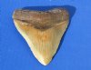 Wholesale High Quality Large Megalodon Shark Tooth (Carcharocles megalondon), for Sale 5-1/2 to 5-7/8 inches long Without Restoration - $250.00 each; Packed: 3 pcs @ $225.00 each (You will receive one that looks similar to those pictured)