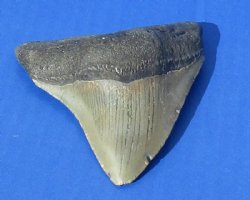 Wholesale High Quality Megalodon Shark Tooth - 4-1/2 to 4-7/8 inches long - $95.00 each; 3 pcs @ $85.00 each 