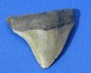 Wholesale High Quality Megalodon Shark Tooth (Carcharocles megalondon), for Sale 4-1/2 to 4-7/8 inches long Without Restoration - $95.00 each; Packed: 3 pcs @ $85.00 each (You will receive one that looks similar to those pictured)