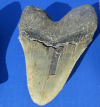 Wholesale High Quality Large Megalodon Shark Tooth - 5 to 5-1/2 inches long - $195.00 each; 3 pcs @ $175.00 each