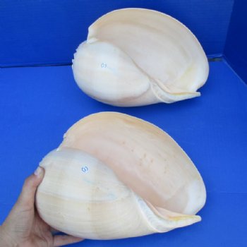 Melon Shells Hand Picked