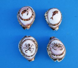 Sealife Carved Tiger Cowrie Shell Magnets 2" to 2-1/2" - 10 pcs @ $1.30 each; 50 pcs @ $1.17 each