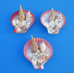 Pecten Nobilis Shell Magnets 2" to 3" - 10 pcs @ $1.00 each; 50 pcs @ $.90 each