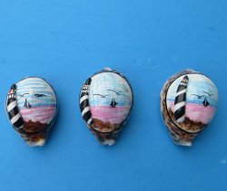2-3/4" Painted Tiger Cowrie Magnets with Design - 10 pcs @ $1.50 each; 50 pcs @ $1.35 each