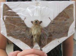 Wholesale Dagger-Toothed Fruit Bat Taxidermy 8" to 9" wing spread - $40 each; 4 or more @ $36 each