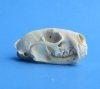 Wholesale mink skulls for sale from North America (mouth glued shut) 2-1/2" to 3-1/8" - Minimum: 2 @ $14.00 each; 6 or more @ $12.00 each