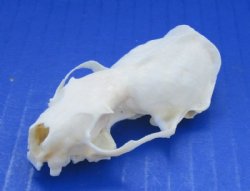Wholesale mink top skulls from North America  2-1/2" to 3" - 2 pcs @ $6.00 each; 12 pcs @ $5.25 each