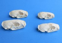40 piece bulk lot of mink skulls from North America 2-1/2" to 3-1/8" - 40 pc lot @ $8.50 each ($340/lot) <font color=red>*Special* Signature Required Upon Delivery</font>