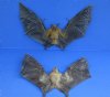 Wholesale Mummified Minute fruit bat (Cynopterus minutus) with wing spread measuring 7 inches long - You will receive one similar to the one pictured for $45; 4 or more @ $39 each