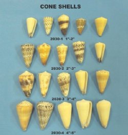 Cone Seashells 1 inch to 5 inch
