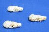 Wholesale Mole skulls measuring 1-1/4 inch to 1-1/2 inch - $15 each; 6 or more @ $13.00 each