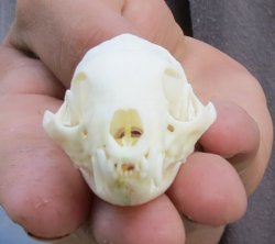 Mongoose Skulls Hand Picked Pricing