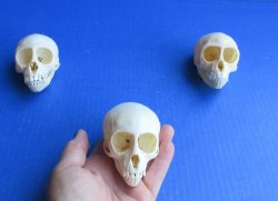 Wholesale African Vervet Juvenile Monkey Skulls - $90 each; 4 or more @ $80 each (Cites #P-000044854)