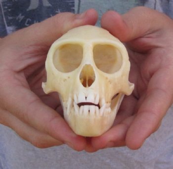 Monkey Skull, Vervet Monkey Skull, Hand Picked 