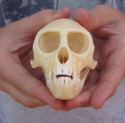 Monkey Skull, Vervet Monkey Skull, Hand Picked 