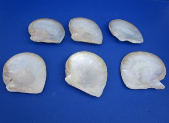 Wholesale Natural Mother of Pearl Shells, 5 to 6 inches - 50 pcs @ $2.40 each