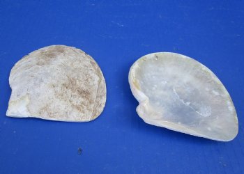 Wholesale Natural Mother of Pearl Shells, 3 to 4 inches - 25 pcs @ $.75 each