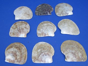 Wholesale Natural Mother of Pearl Shells, 2 to 3 inches - 25 pcs @ $.45 each; 200 pcs @ $.39 each 